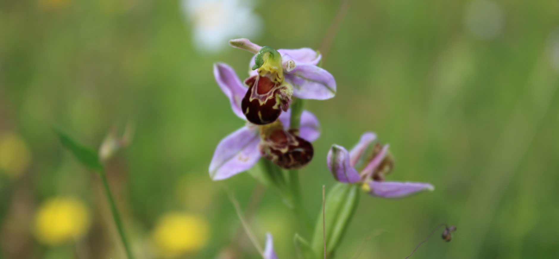 Zeldzame bijenorchis op Tiengemeten