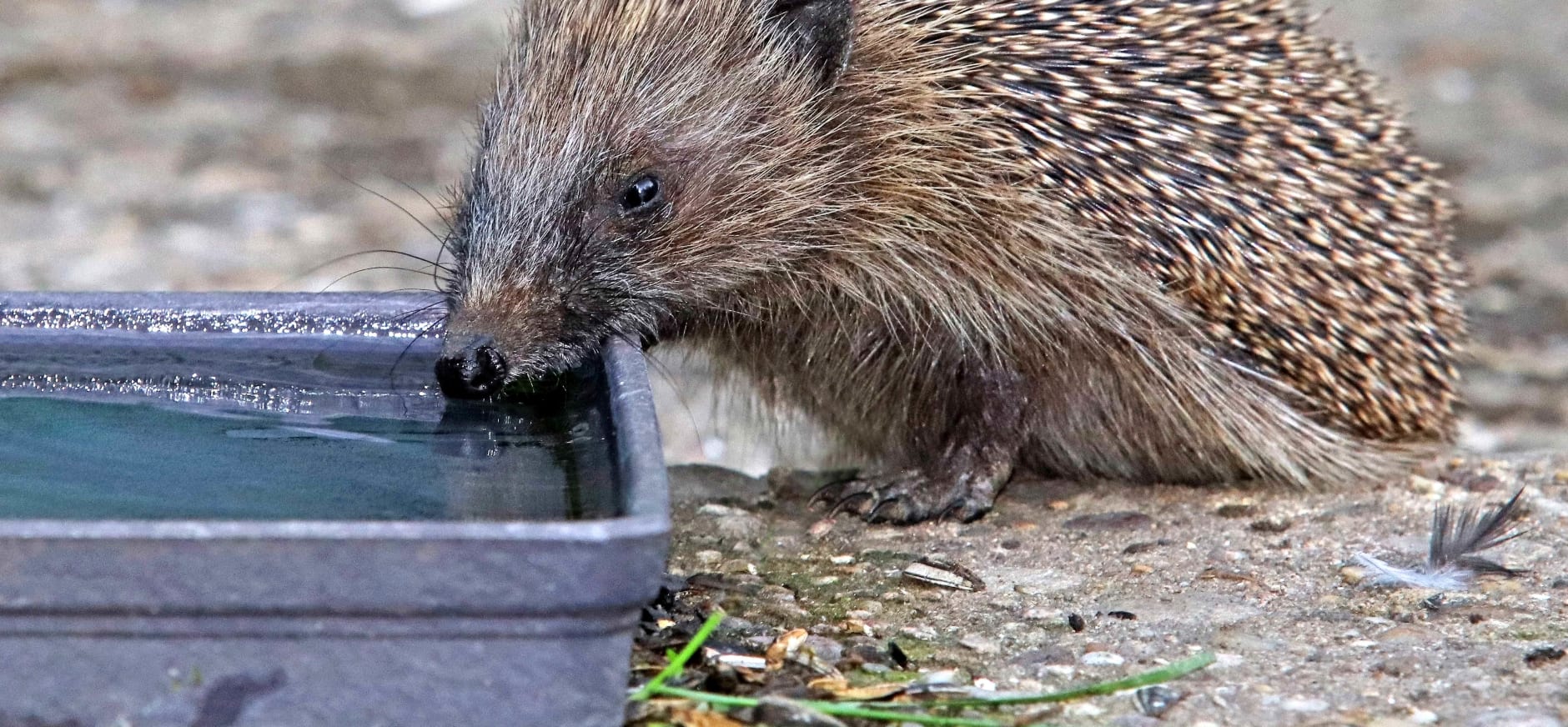 Egel drinken