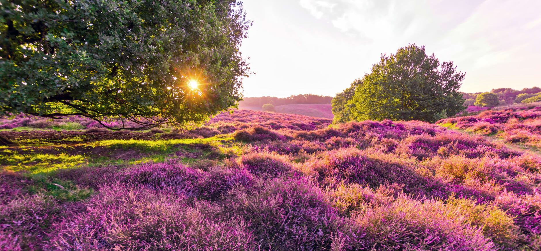 Speciale mogelijkheid bloeiende heide Posbank te fotograferen