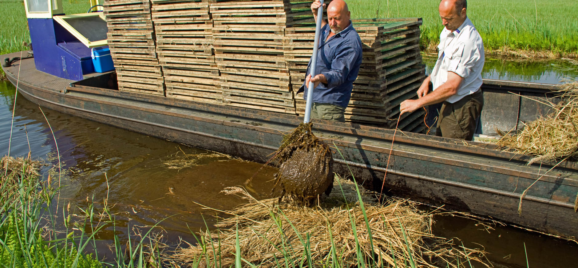 Vrijwilligers aan het werk in de Nieuwkoopse Plassen