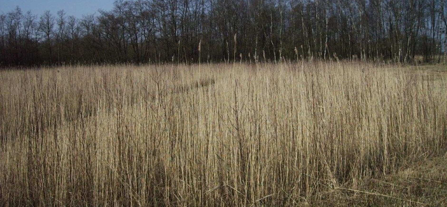 Overjarig riet