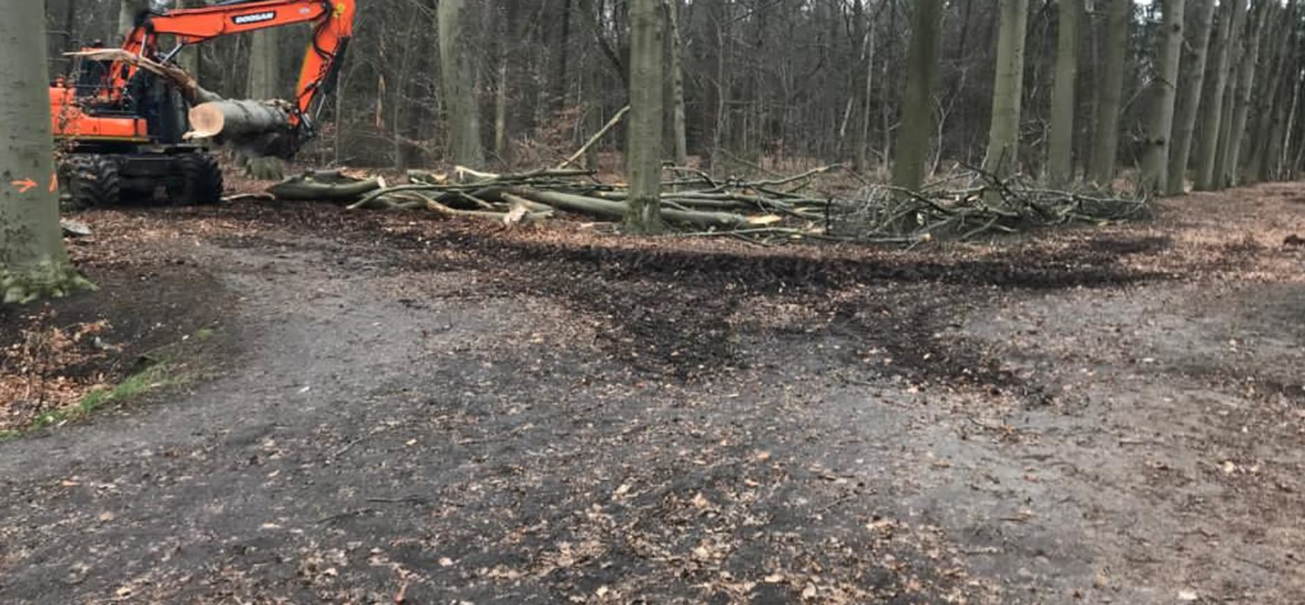 beuken stormschade