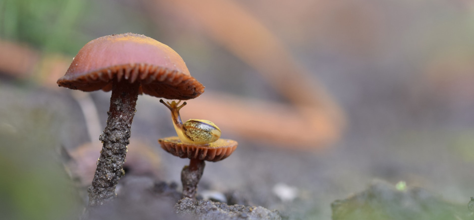 Paddenstoelen met slak