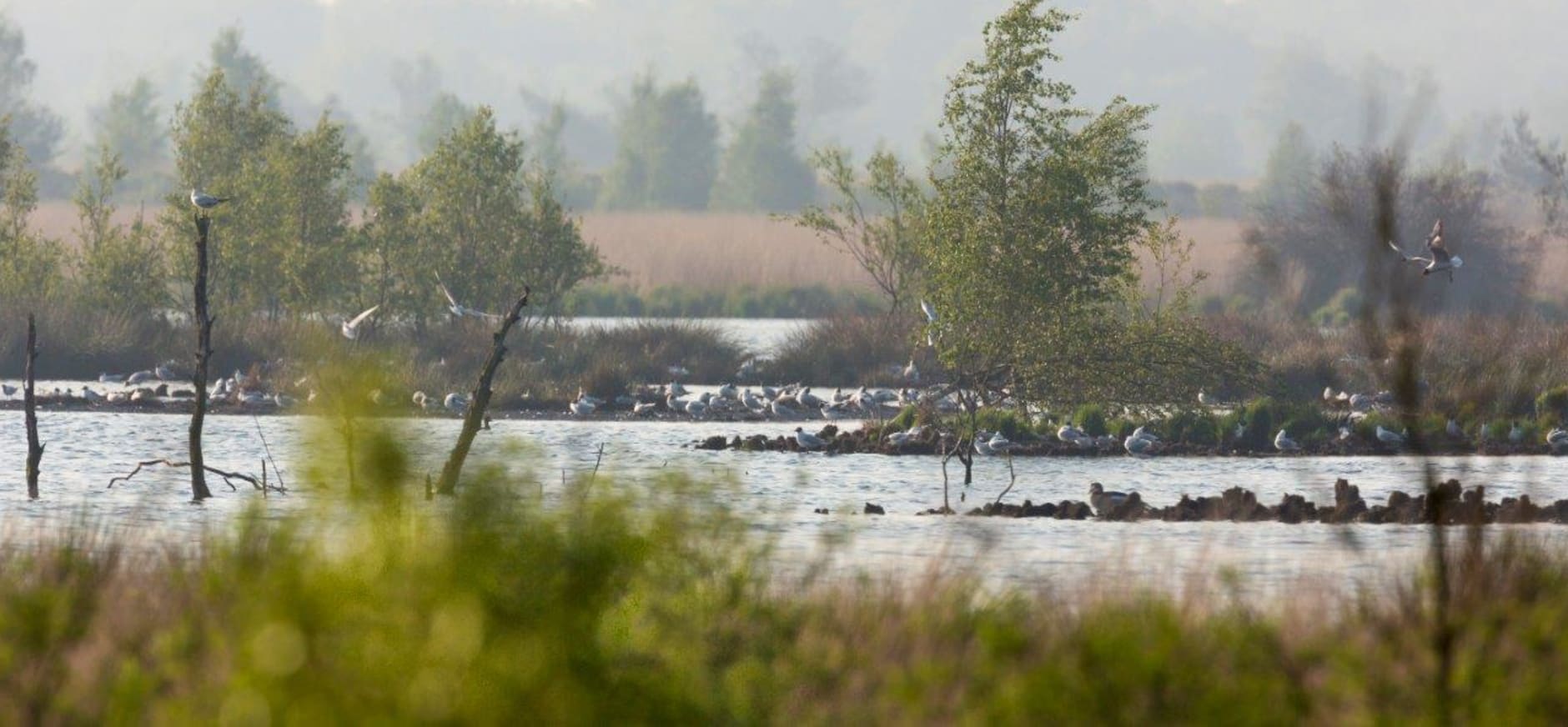 Fochteloerveen