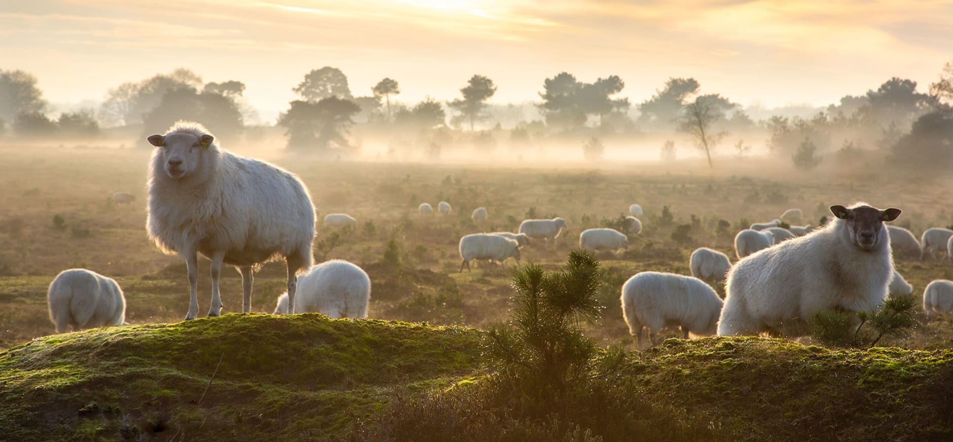 Schapen op de hei