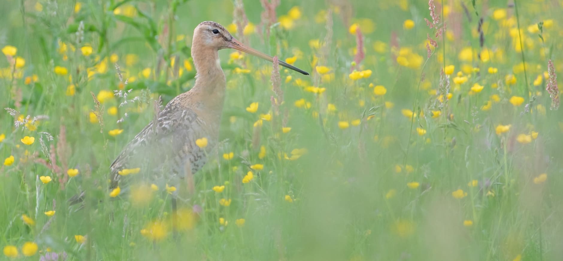 Grutto in wilde bloemen