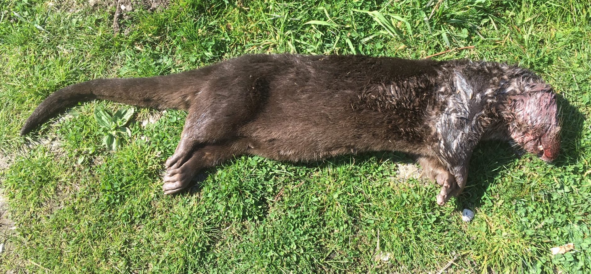 Dode otter aan de Ziendeweg bij Nieuwkoopse Plassen