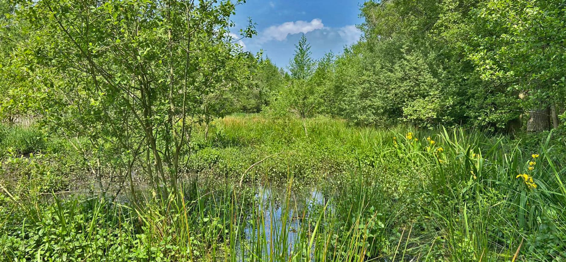 Beekbergerwoud juni 2021