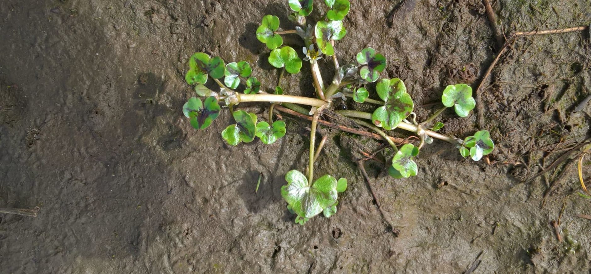 Klimopwaterranonkel en muizenstaart in de Noordpolder