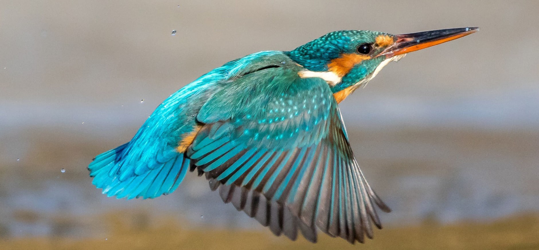 IJsvogel op Marker Wadden | Natuurmonumenten