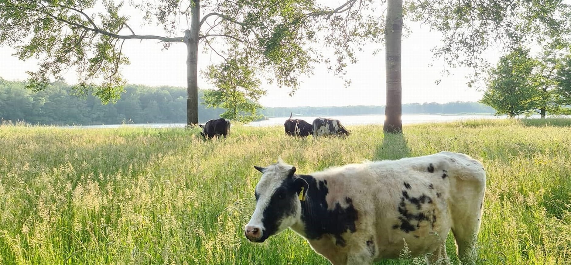 Vleesch van Plante bekroond met Erkend Veluws Streekproduct keurmerk