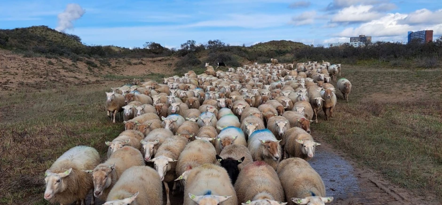 schapen in Duin en Kruidberg