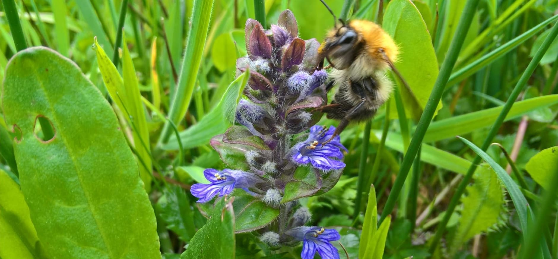 akkerhommel op kruipend zenegroen