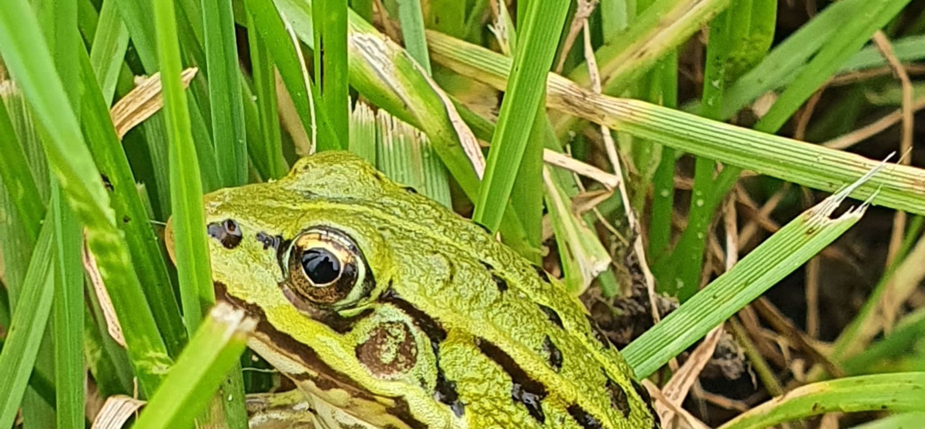 Groene kikker in het gras