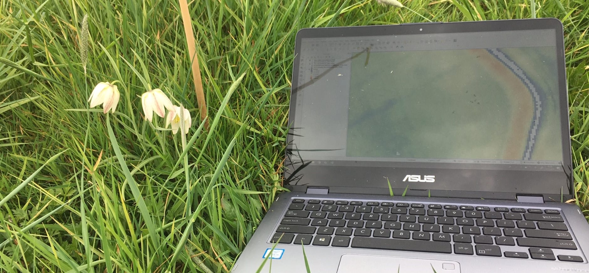 Zeldzame witte kievitsbloemen in Oosterland