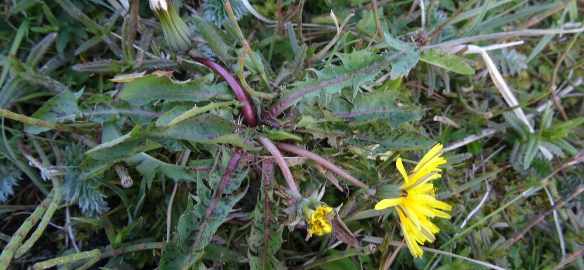 zeldzame paardenbloemen op schiermonnikoog natuurmonumenten