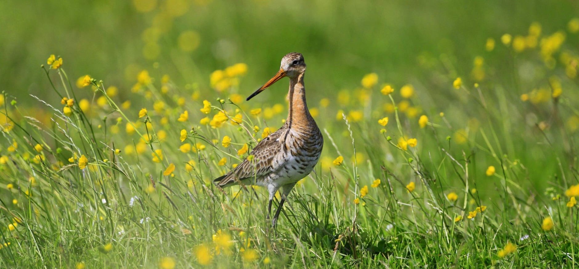 Grutto tussen wilde bloemen