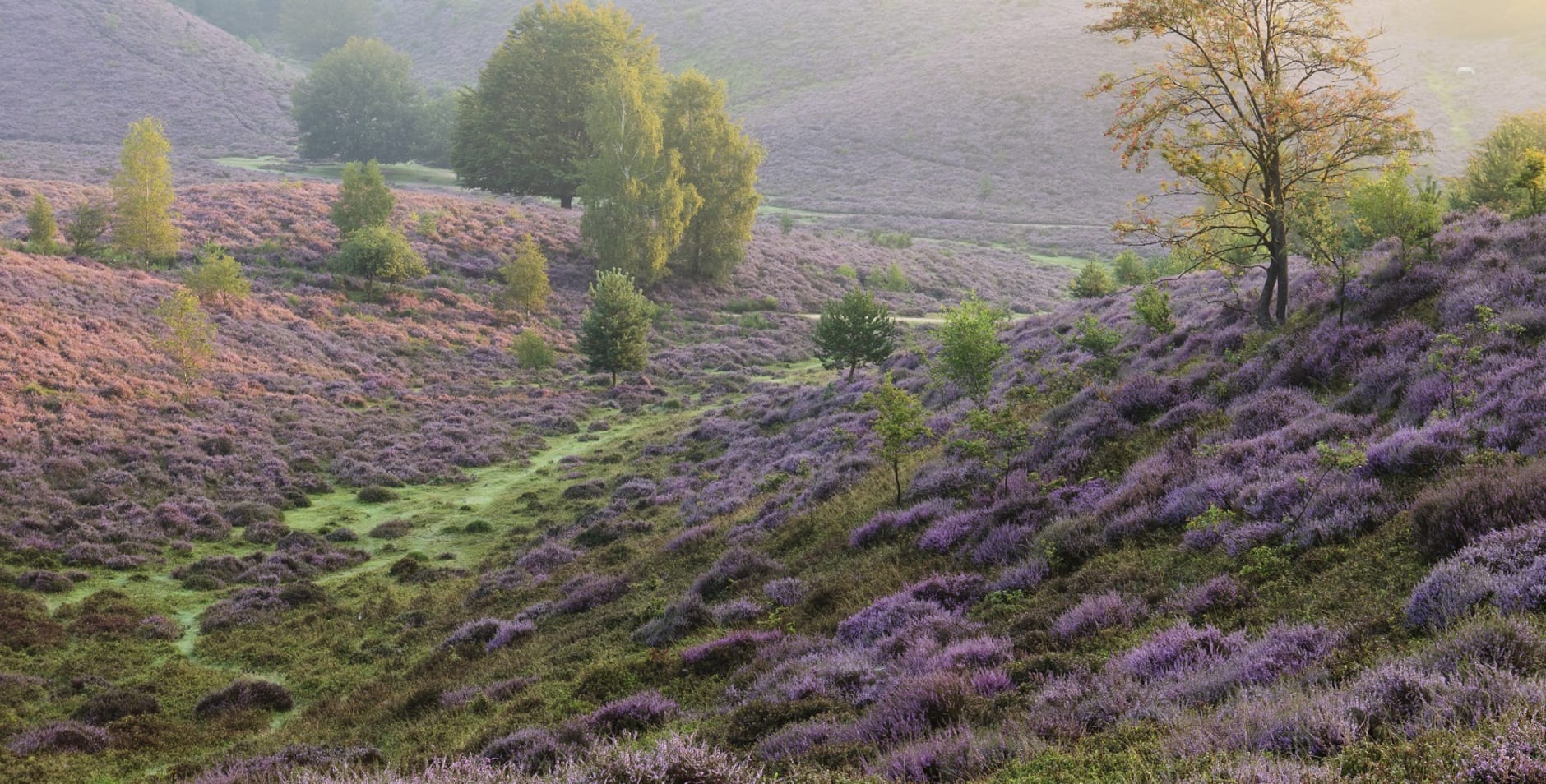 Struikheide Veluwezoom