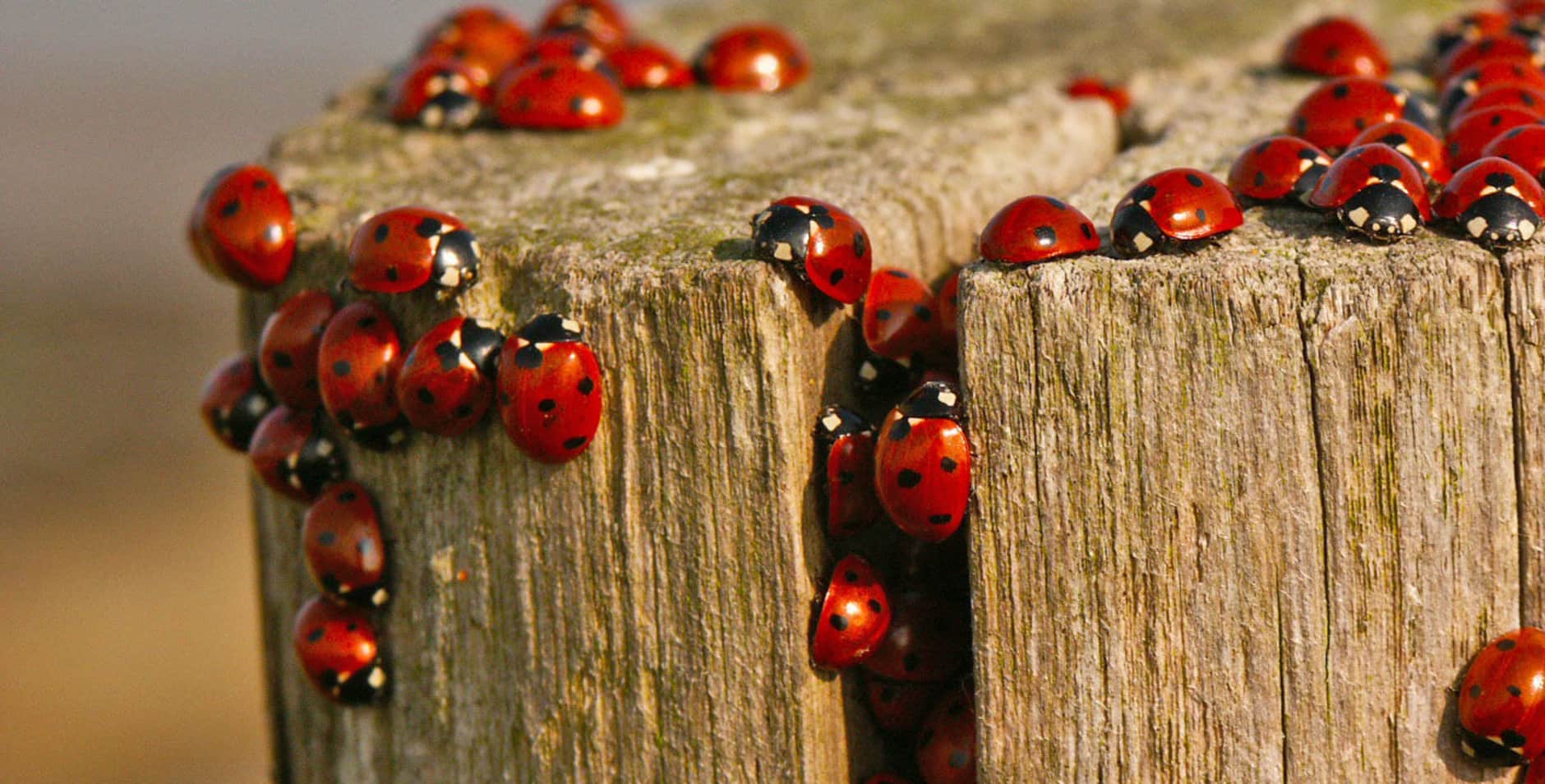 Natuurmonumenten Beweging Van Mensen Met Hart Voor Natuur Natuurmonumenten Beweging Van Mensen Met Hart Voor Natuur