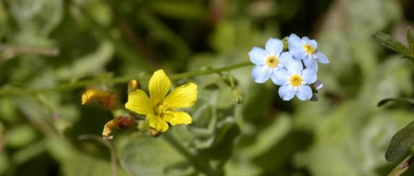 Planten en dieren