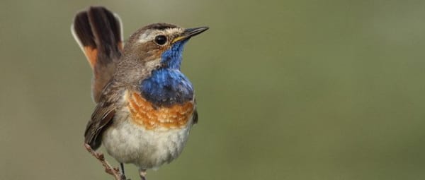 Vogels in De Wieden