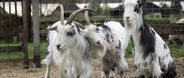 Zorgboerderij en open erf