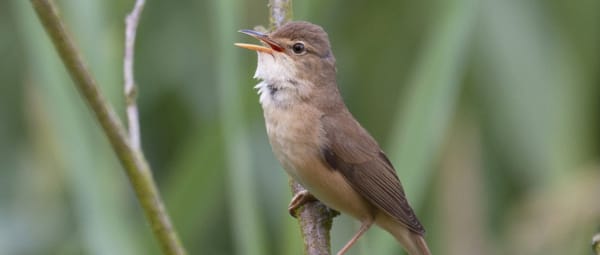 Kleine Karekiet