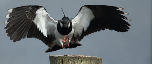 Allerlei vogels op het Quackgors