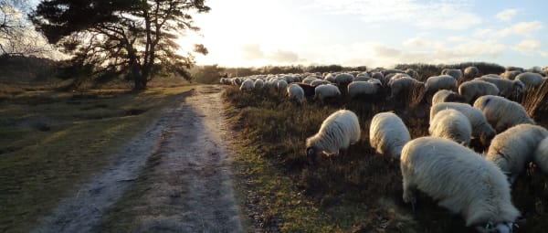 Brunssummerheide schaapskudde