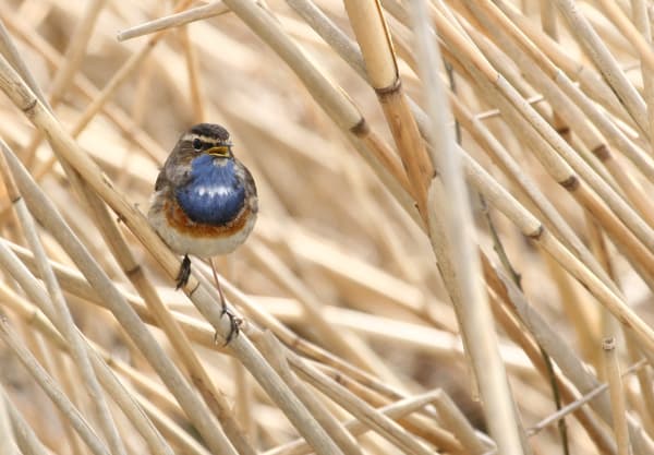 Blauwborst