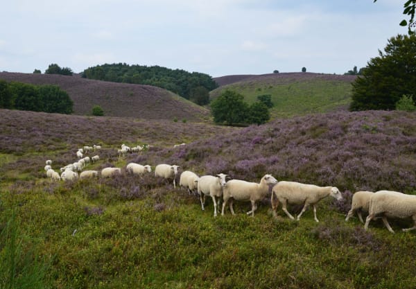 Schapen op de hei