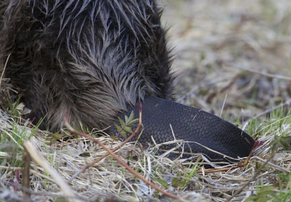 Hoe kun je een bever herkennen?