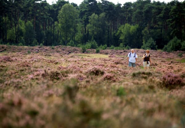 Heide en grazers