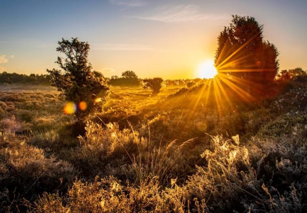 Jeneverbes in avondzon