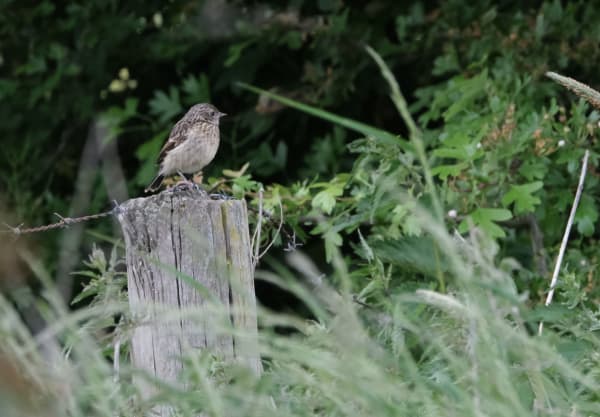 Jonge roodborsttapuit