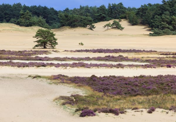 Stuifzand en heide