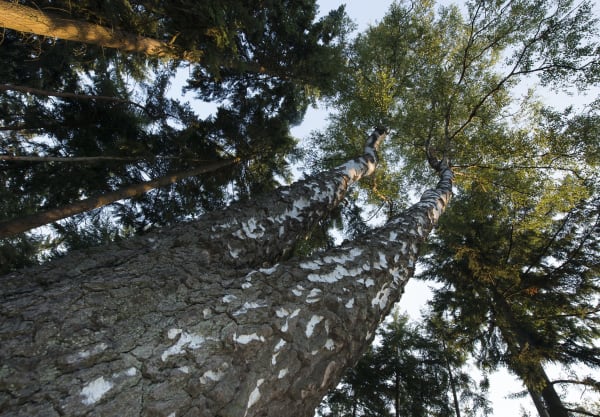 Berk op Landgoed Huis ter Heide