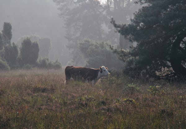 hereford buurserzand