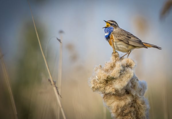 Blauwborst