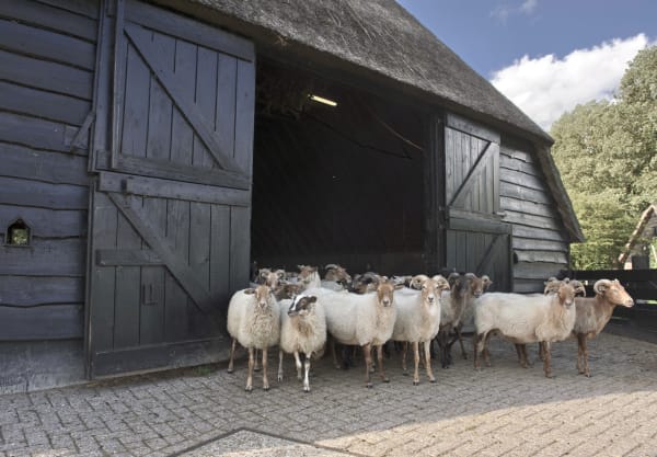 Schaapskooi Achter 't Zaand in Lhee