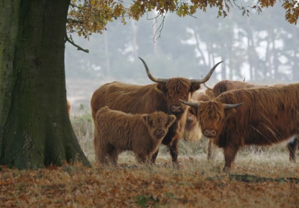 Schotse hooglanders