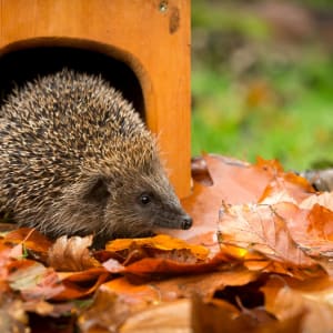 Egel egelhuis tuin