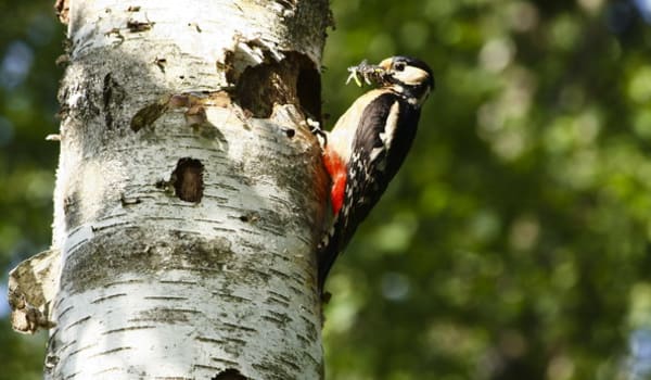 Natuurlijk bos