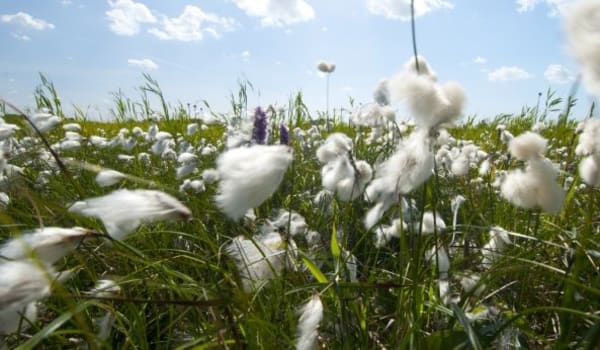 Zeldzame planten en dieren