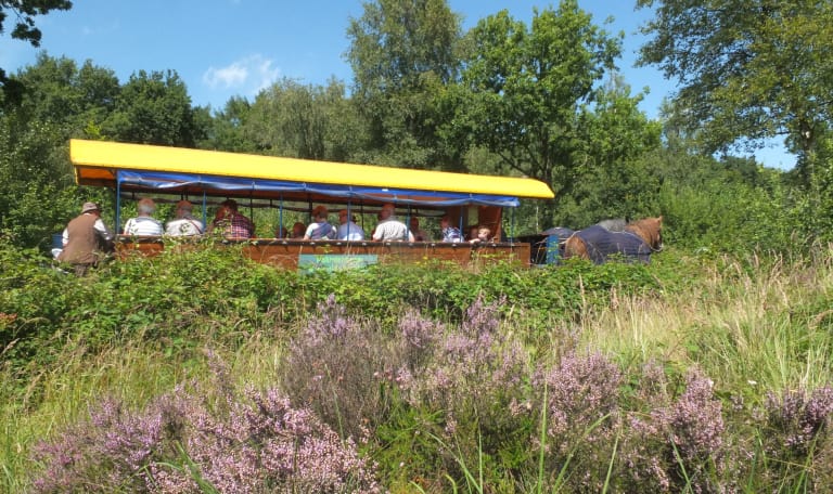 Gezinshuifkartocht bos en hei Dwingelderveld