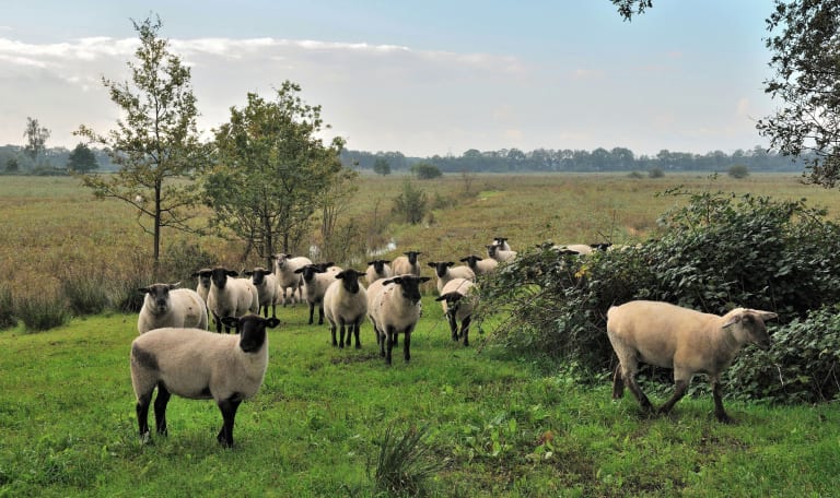 Ontmoet de herder in de Kampina