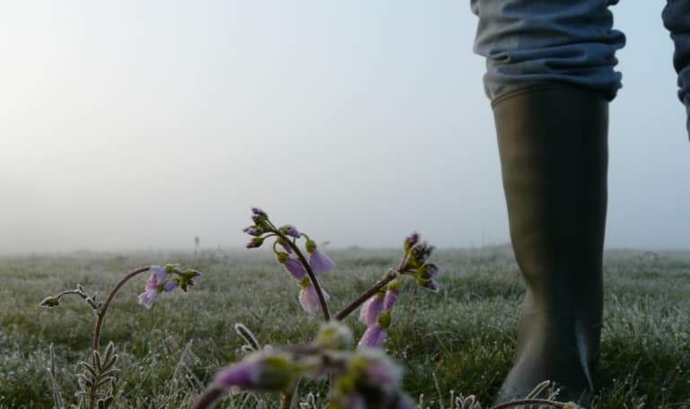 Dauwtrapwandeling in de Ackerdijkse Plassen