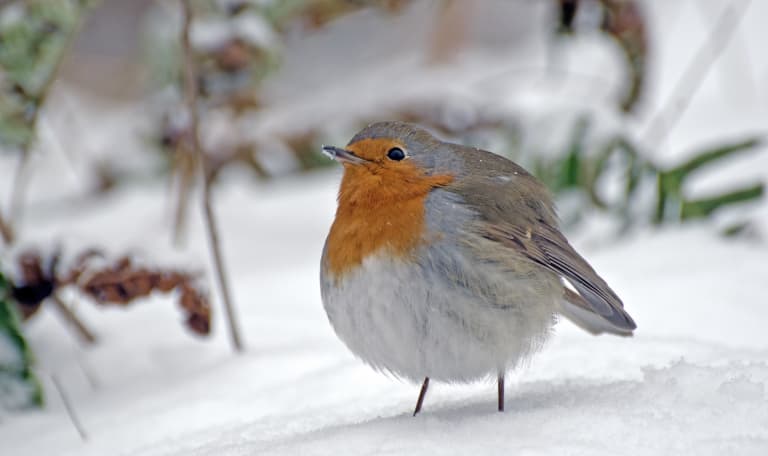 OERRR Struinen met de boswachter in het winter bos