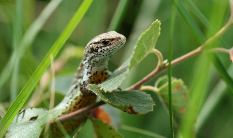 Wandeling op zoek naar reptielen - Wooldse Veen