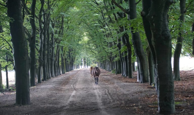 De  New Forest pony's op de Planken Wambuis